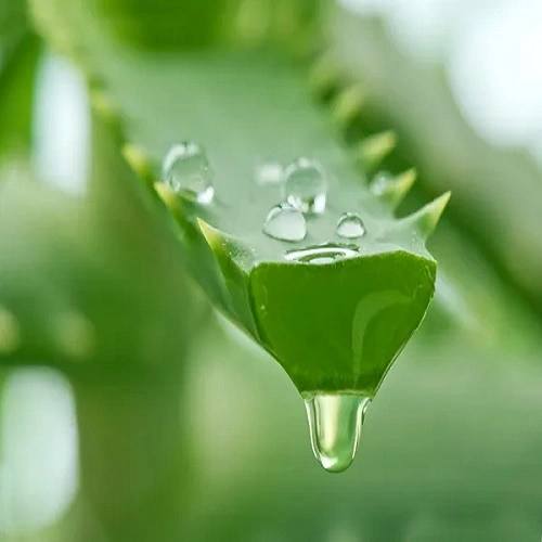 Aloe Vera Leaf Dry Extract
