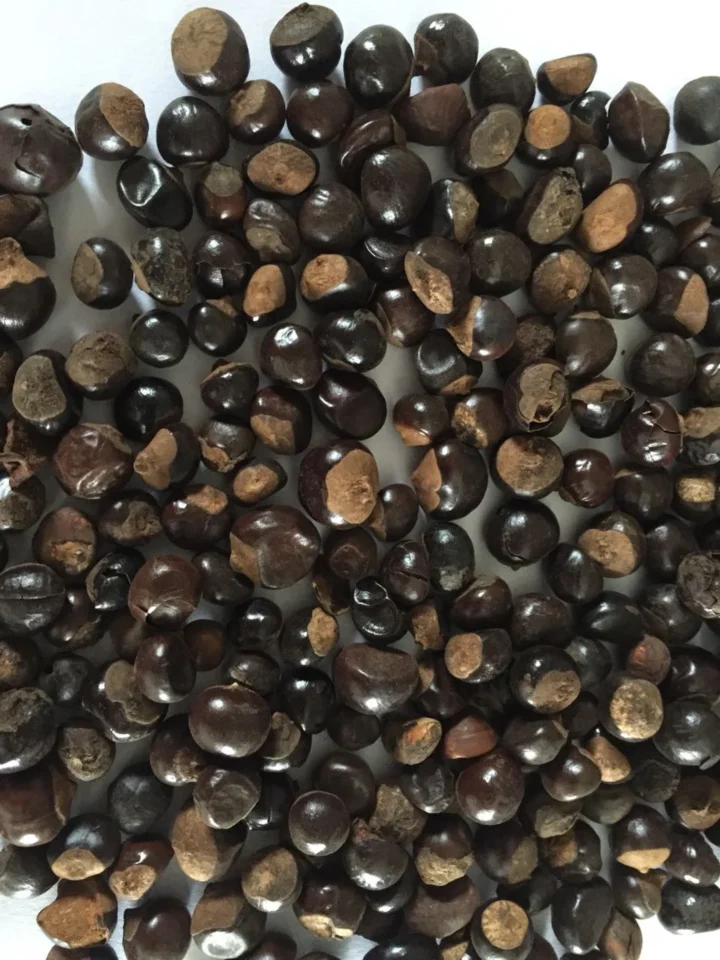GUARANA SEEDS